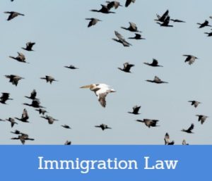Immigration Solicitors Near Me